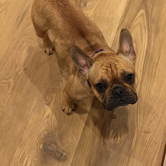 Meet your Posher, Farrah - Picture 1 of 1